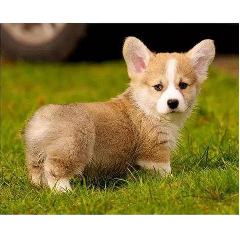 5d DIY diamantová maľba Celá okrúhla diamantová výšivka Pembroke Welsh Corgi Dog Krížový steh