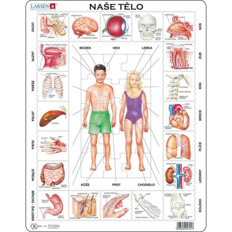Larsen Puzzle Naše telo 35 dielikov